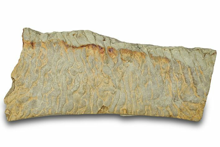 Pennsylvanian, Fossil Microbial Mat - Oklahoma #301948